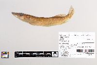 Esox lucius image