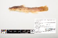 Noturus flavus image