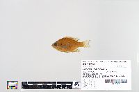 Lepomis macrochirus image
