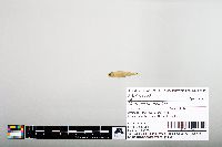 Notropis hudsonius image