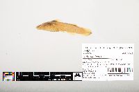 Noturus flavus image
