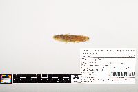 Noturus gyrinus image