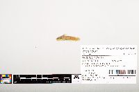 Noturus gyrinus image