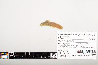 Noturus gyrinus image