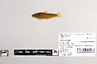 Salmo trutta image