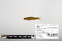 Notropis hudsonius image