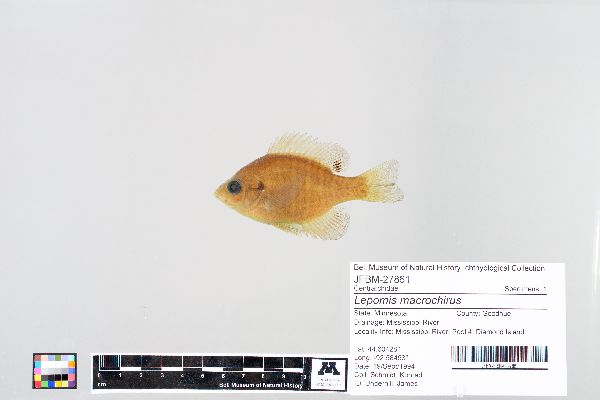 Centrarchidae image