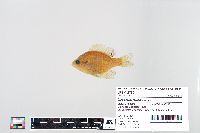 Lepomis macrochirus image
