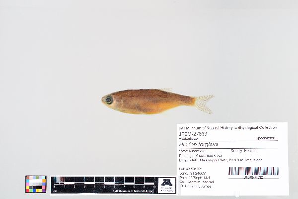 Hiodon image