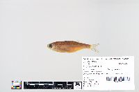 Image of Hiodon tergisus