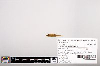 Notropis heterolepis image