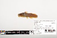 Noturus gyrinus image