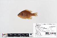 Lepomis gibbosus image