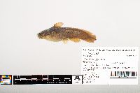 Noturus gyrinus image