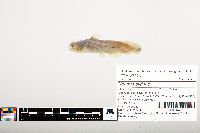 Noturus gyrinus image
