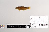 Salmo trutta image