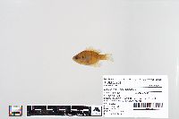 Lepomis macrochirus image