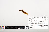 Noturus gyrinus image