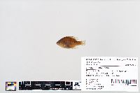 Lepomis gibbosus image