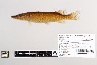 Esox lucius image