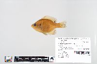 Lepomis macrochirus image
