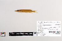 Esox lucius image