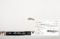 Noturus gyrinus image