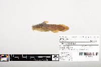 Noturus gyrinus image