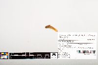 Noturus gyrinus image