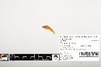 Noturus gyrinus image