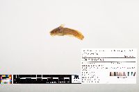 Noturus gyrinus image