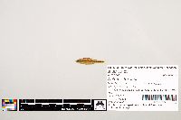 Notropis texanus image