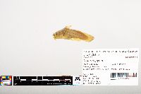 Noturus gyrinus image