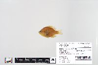 Lepomis macrochirus image