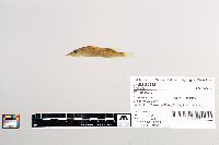 Esox lucius image