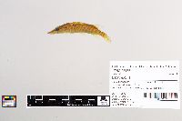 Esox lucius image