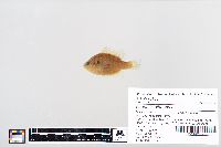 Lepomis gibbosus image