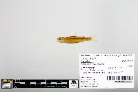 Notropis blennius image
