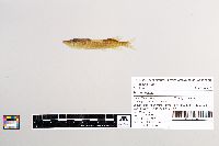 Esox lucius image