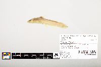 Noturus flavus image