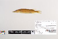 Esox lucius image