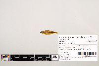 Notropis texanus image