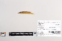 Esox lucius image