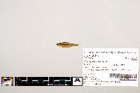 Notropis texanus image