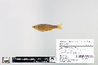 Cyprinella spiloptera image