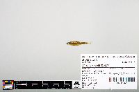 Notropis heterodon image