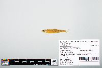 Notropis atherinoides image
