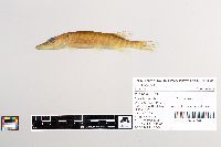Esox lucius image