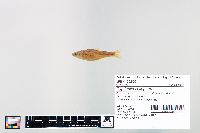 Cyprinella spiloptera image