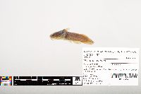Noturus gyrinus image